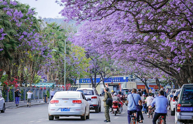 藍花楹怎么養?藍花楹種植方法簡介 藍花楹怎么養?藍花楹種植方法簡介