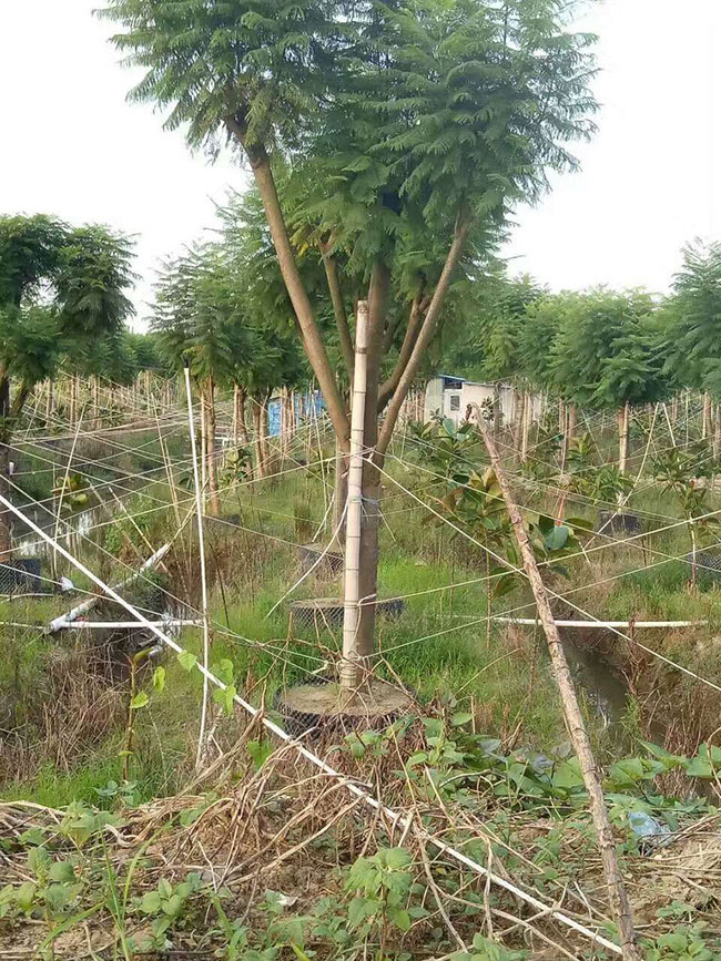 藍花楹怎么養?藍花楹種植方法簡介 藍花楹怎么養?藍花楹種植方法簡介