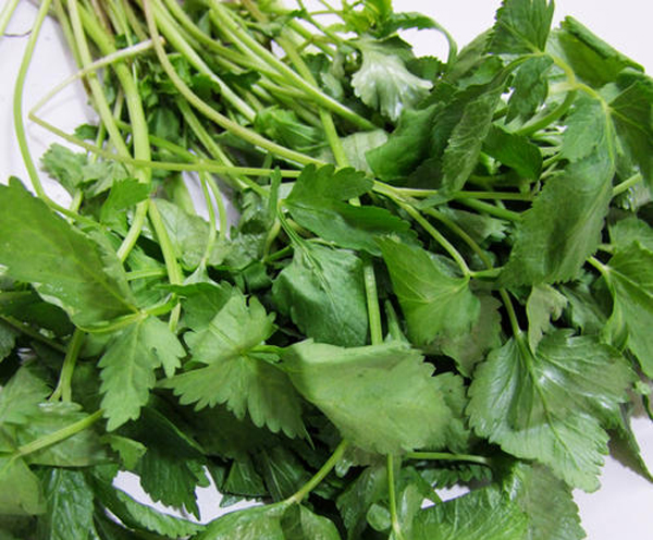 東北長梗刺五加 東北長梗刺五加