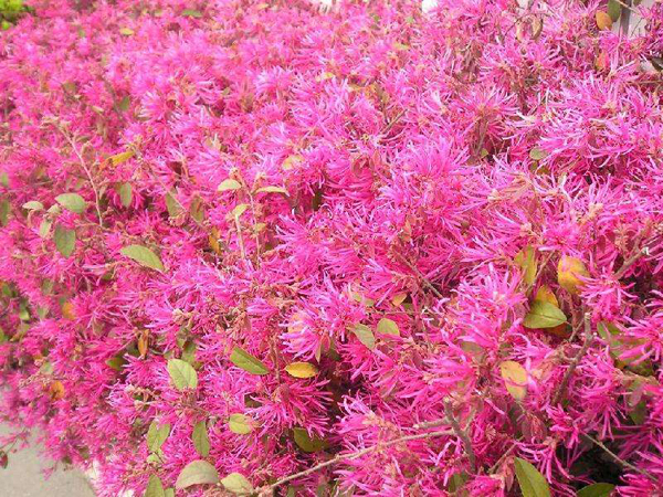 紅花檵木開花