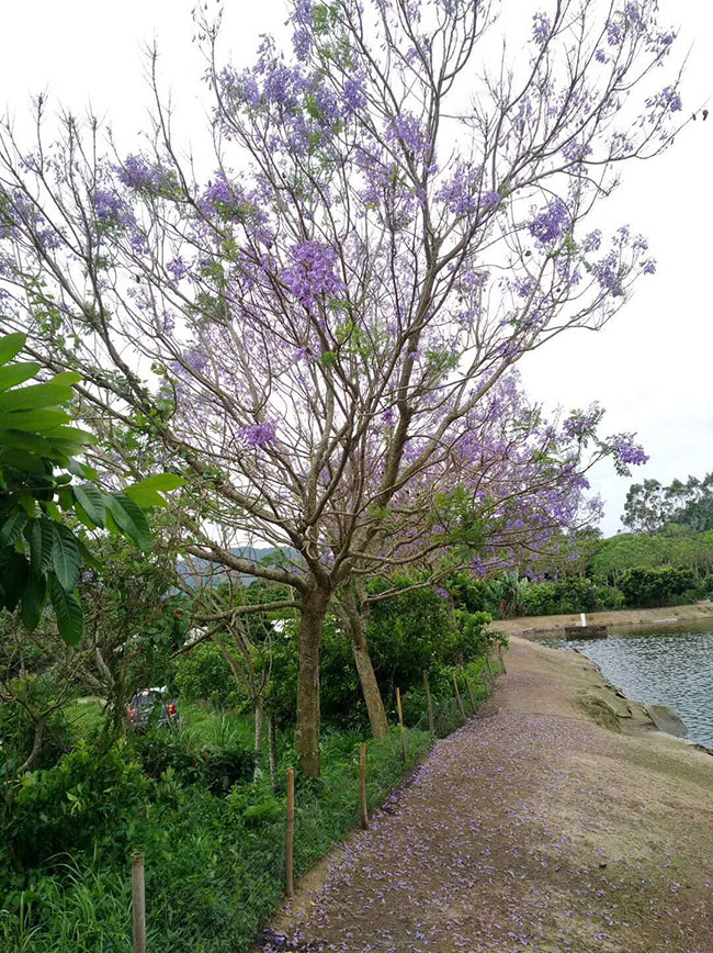 藍(lán)花楹多少錢(qián)一棵
