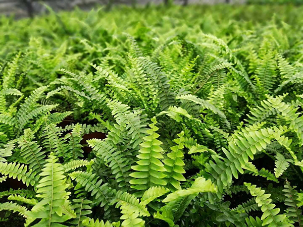 波斯頓蕨