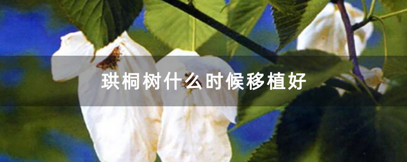 珙桐樹大樹苗