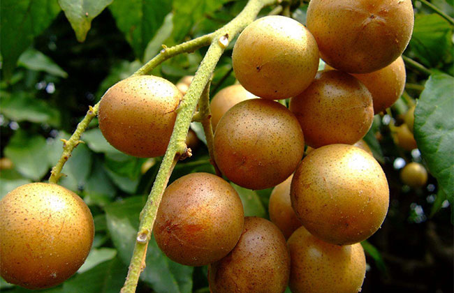 南方種植什么木材樹(shù)好?適合南方種植的樹(shù)有哪些?