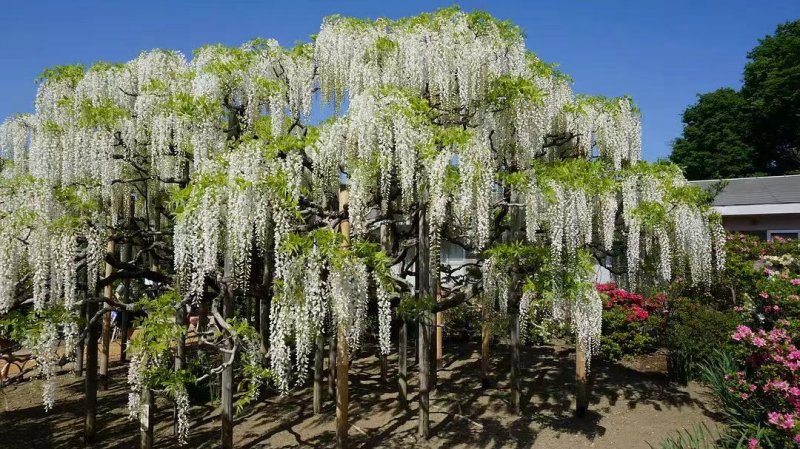 安了寺紫藤日系日本白色紫藤 安了寺紫藤日系日本白色紫藤