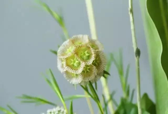 輪峰菊的形態(tài)特征、生長習(xí)性及種植方法