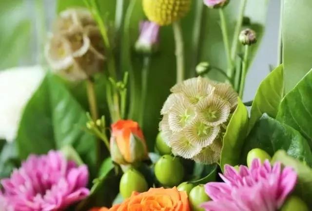 輪峰菊的形態(tài)特征、生長習(xí)性及種植方法