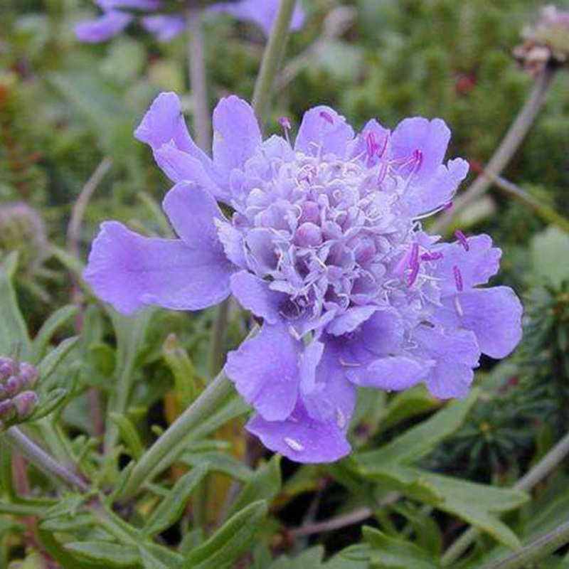 輪峰菊的形態(tài)特征、生長習(xí)性及種植方法