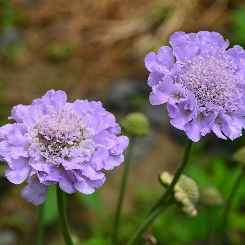 輪峰菊的形態(tài)特征、生長習(xí)性及種植方法
