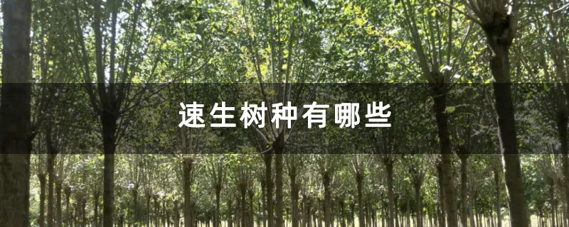 速生樹(shù)種有哪些 速生樹(shù)種有哪些
