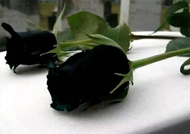 黑玫瑰的花語是什么？黑玫瑰的寓意和象征