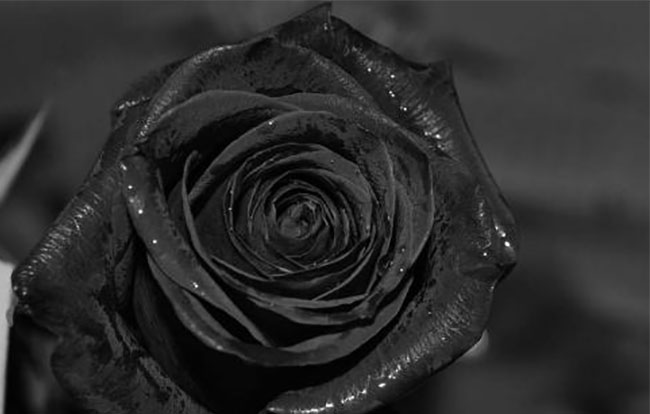 黑玫瑰的花語是什么？黑玫瑰的寓意和象征