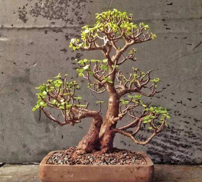 1606725446659439.jpg 5種便宜花卉,越養(yǎng)越值錢