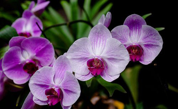 蝴蝶蘭 蝴蝶蘭