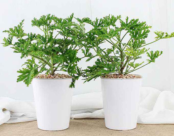 驅(qū)蚊草 驅(qū)蚊草