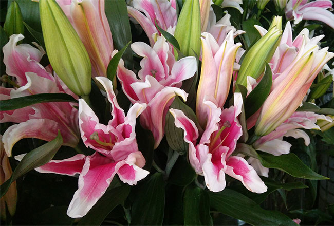 百合花