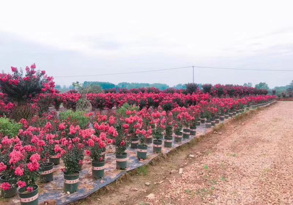 紫薇花