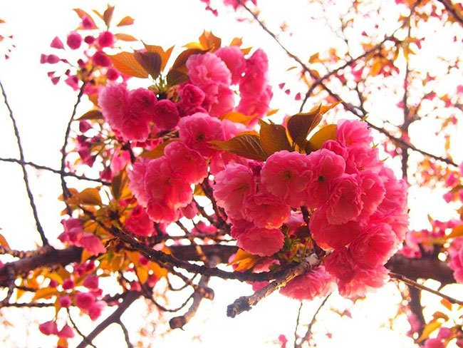 紅葉櫻花怎么扦插?櫻花樹扦插時(shí)間和方法