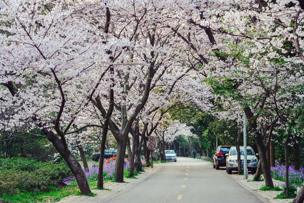 櫻花