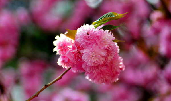 櫻花