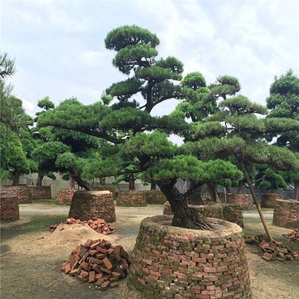 羅漢松