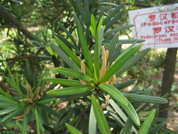 羅漢松