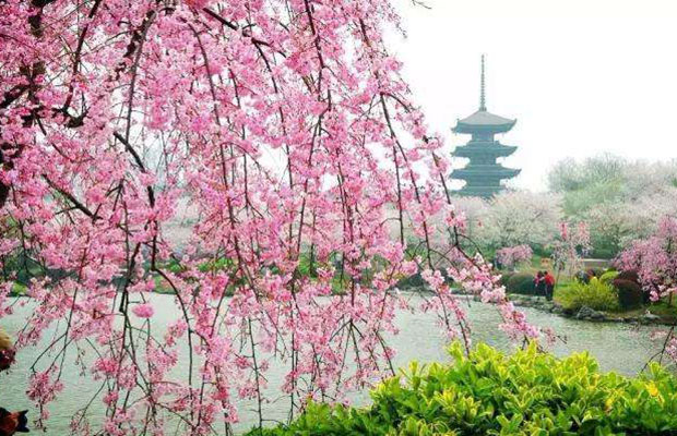 垂枝櫻花.jpg