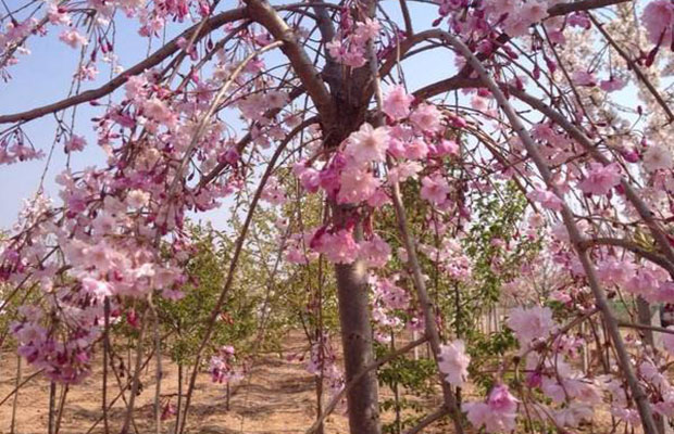 垂枝櫻花3.jpg