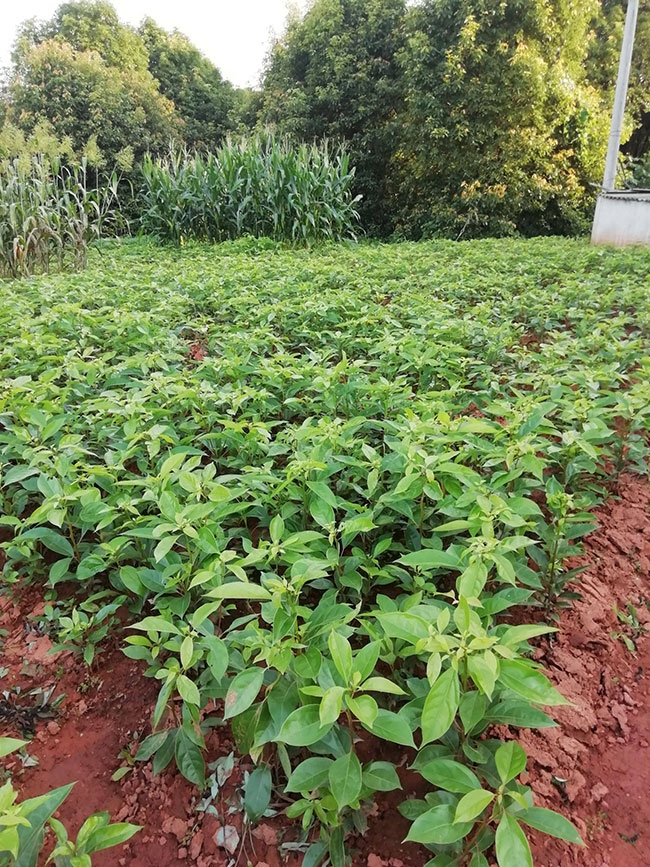 香樟小樹苗價格行情