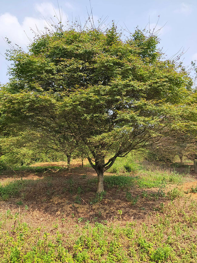 紅楓樹多少錢一棵?2020年紅楓樹最新價格