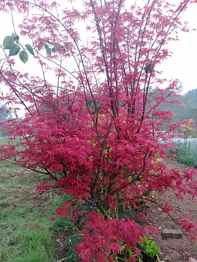 紅楓多少錢一棵?2020年楓樹苗價格最新行情預測