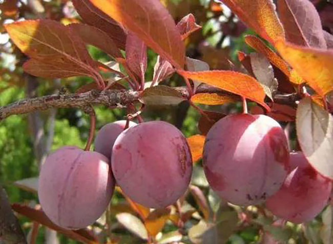 紅葉李 紅葉李