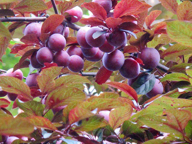 紅葉李 紅葉李