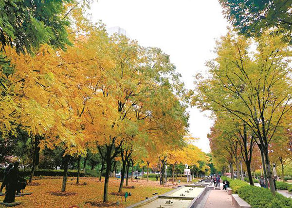 紅櫸樹