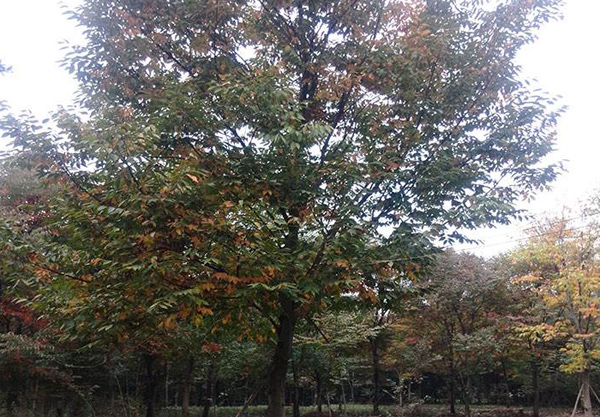紅櫸樹