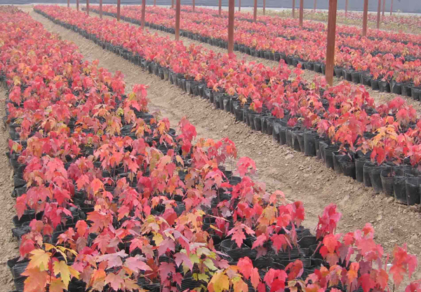 紅楓小苗