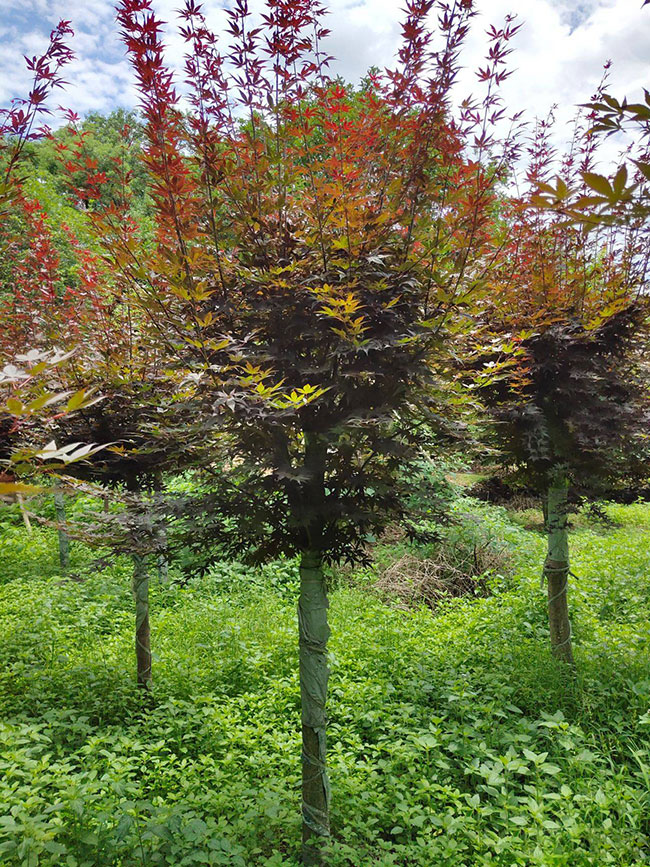 紅楓