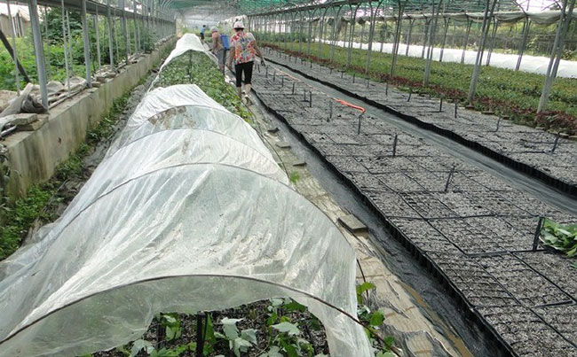 紅楓樹多少錢一棵?2020年美國紅楓樹小苗價格表 紅楓樹多少錢一棵?2020年美國紅楓樹小苗價格表