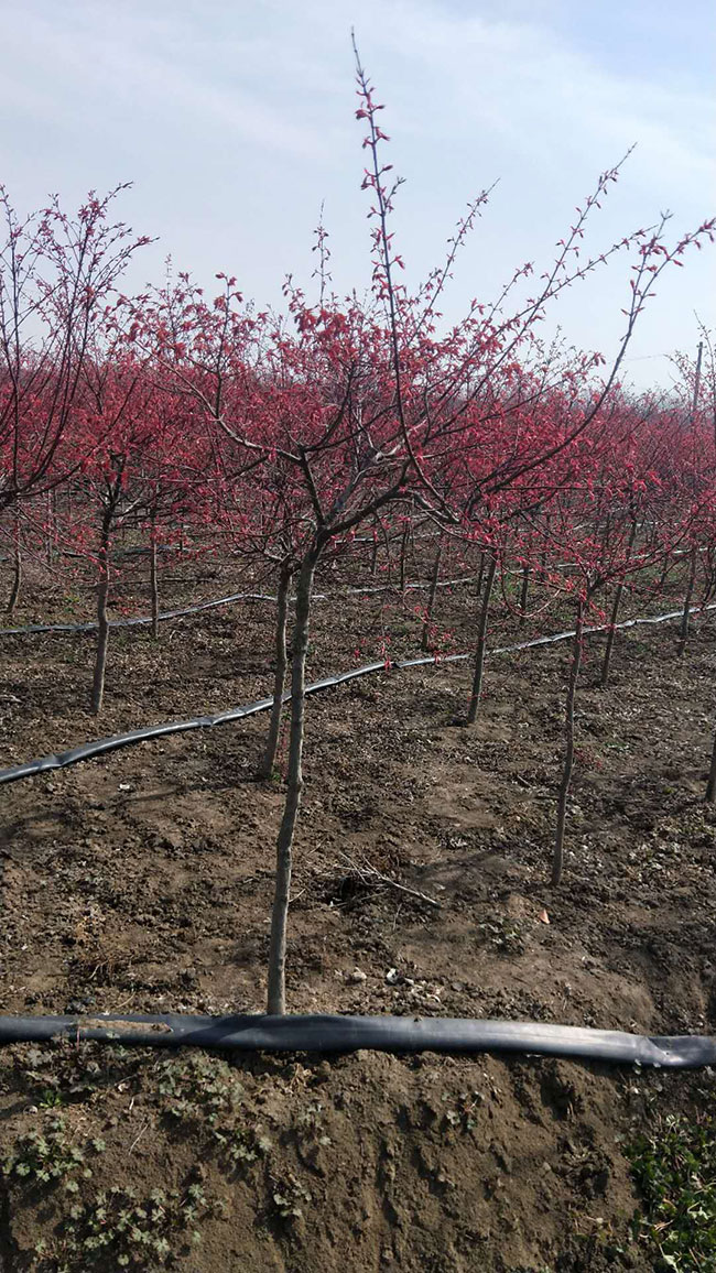 紅楓樹多少錢一棵?2020年美國紅楓樹小苗價格表 紅楓樹多少錢一棵?2020年美國紅楓樹小苗價格表