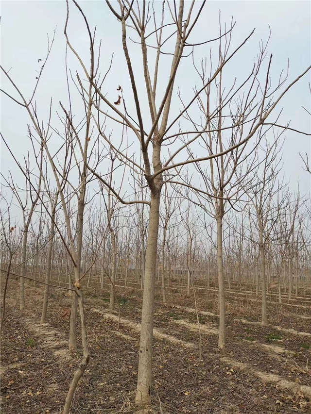 臭椿種植基地實(shí)拍