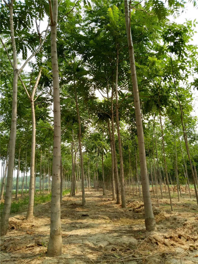 臭椿種植基地實拍