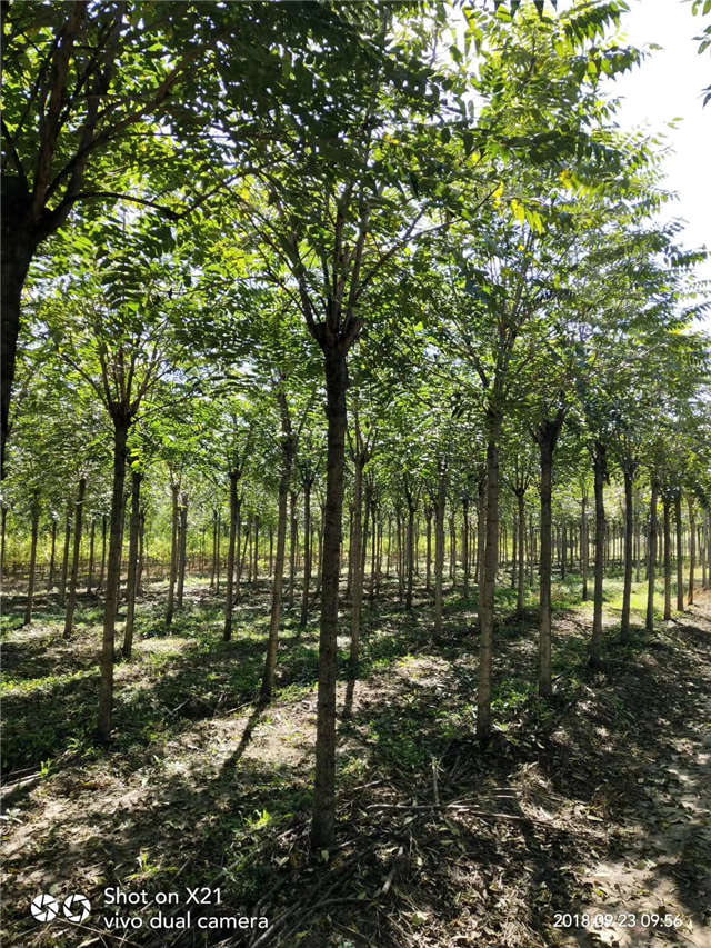 臭椿種植基地實(shí)拍