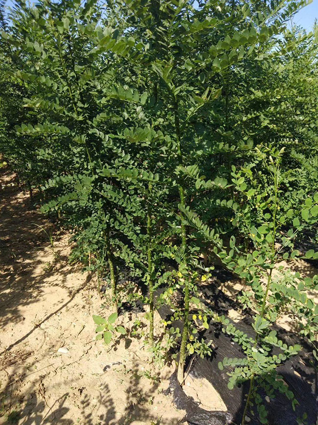 國槐一畝地種植多少棵?什么時(shí)間種植?國槐種植前景