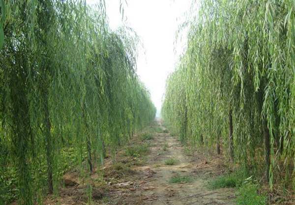 柳樹基地實拍
