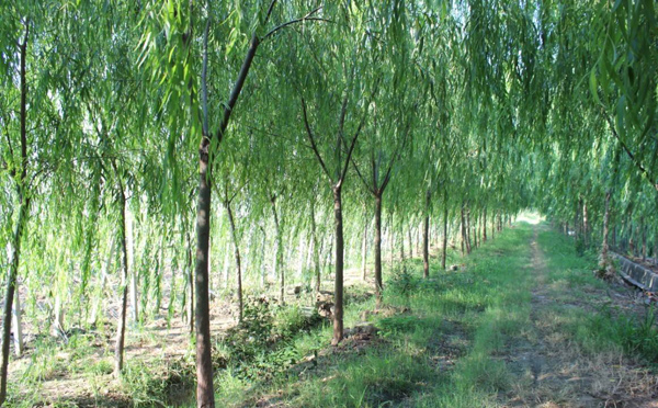 柳樹基地實拍
