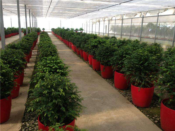 紅豆杉盆栽