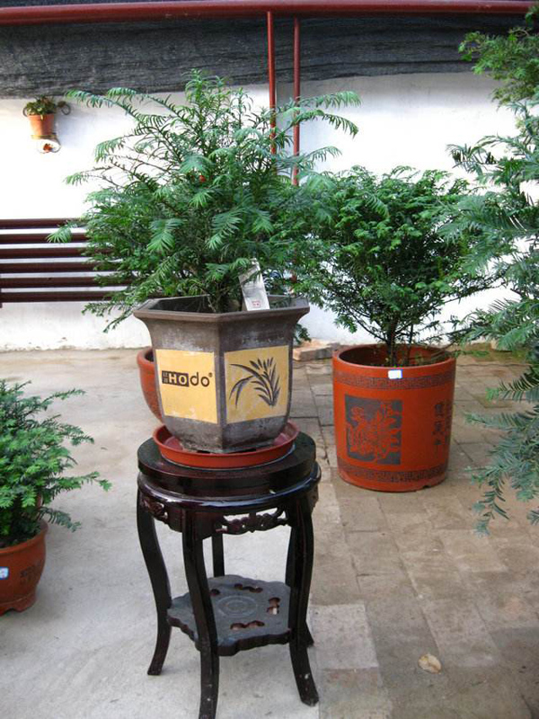 紅豆杉盆栽