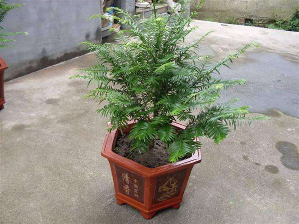紅豆杉盆栽