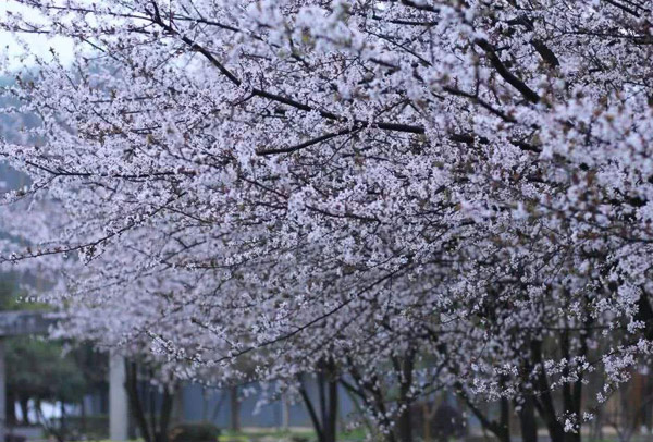 紫葉李 紫葉李