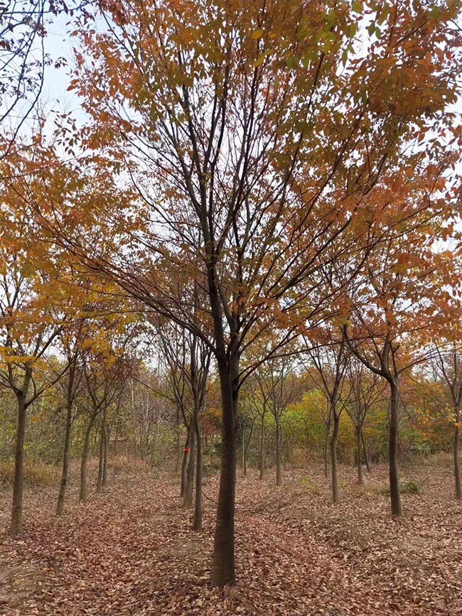 櫸樹產地在什么地方?櫸樹適合什么地方種植? 櫸樹產地在什么地方?櫸樹適合什么地方種植?